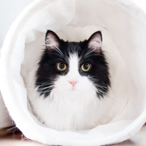 Cat Collection
